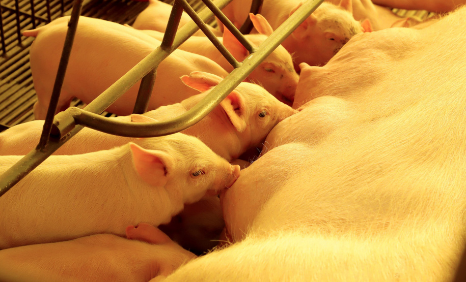 Puxado por Toledo, Paraná avança e mira novos mercados internacionais na carne suína
Foto: Ari Dias/AEN