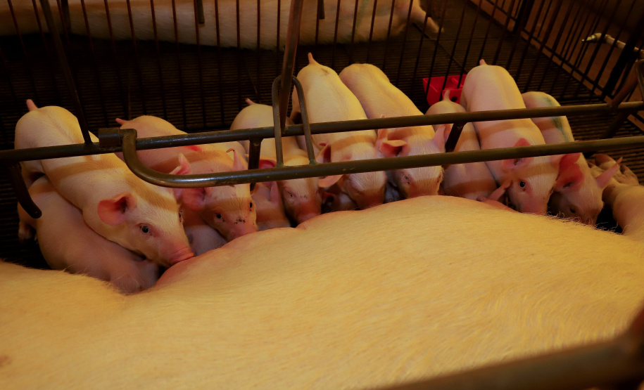 Puxado por Toledo, Paraná avança e mira novos mercados internacionais na carne suína
Foto: Ari Dias/AEN