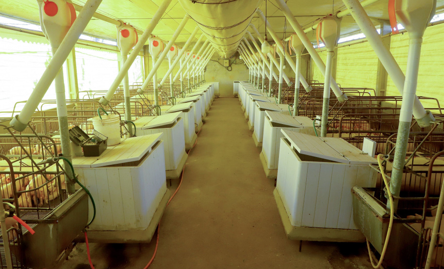 Puxado por Toledo, Paraná avança e mira novos mercados internacionais na carne suína
Foto: Ari Dias/AEN