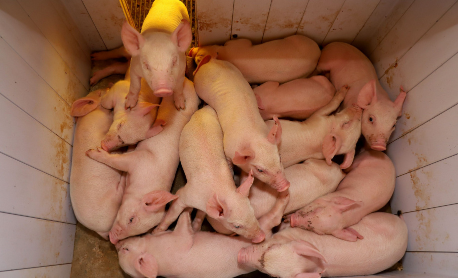 Puxado por Toledo, Paraná avança e mira novos mercados internacionais na carne suína
Foto: Ari Dias/AEN