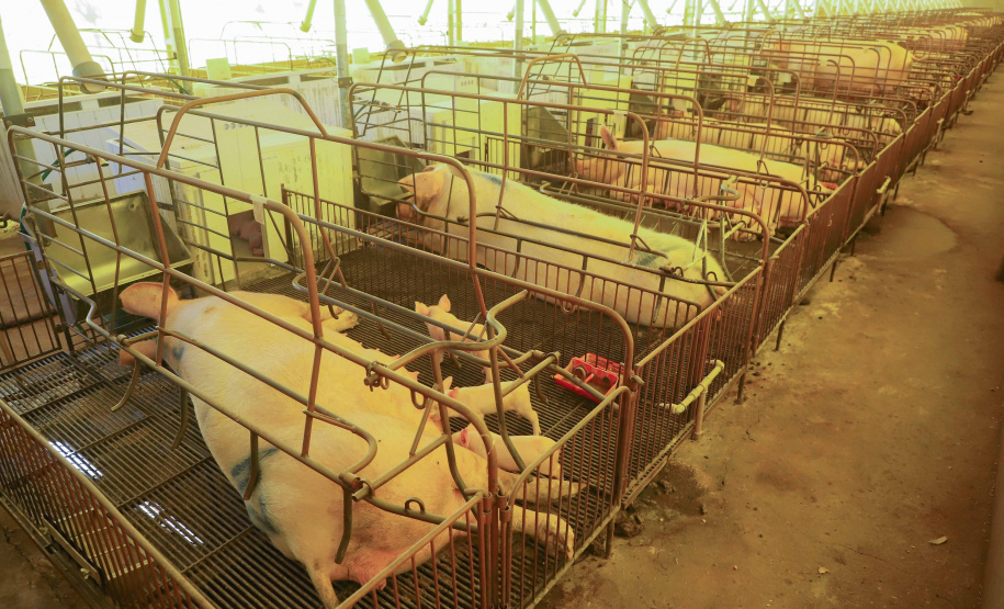 Puxado por Toledo, Paraná avança e mira novos mercados internacionais na carne suína
Foto: Ari Dias/AEN