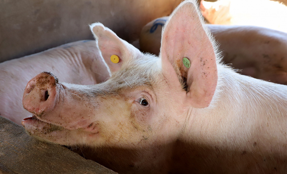 Puxado por Toledo, Paraná avança e mira novos mercados internacionais na carne suína
Foto: Ari Dias/AEN