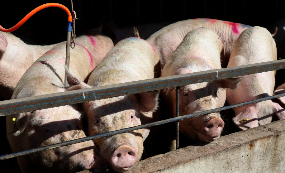Puxado por Toledo, Paraná avança e mira novos mercados internacionais na carne suína
Foto: Ari Dias/AEN