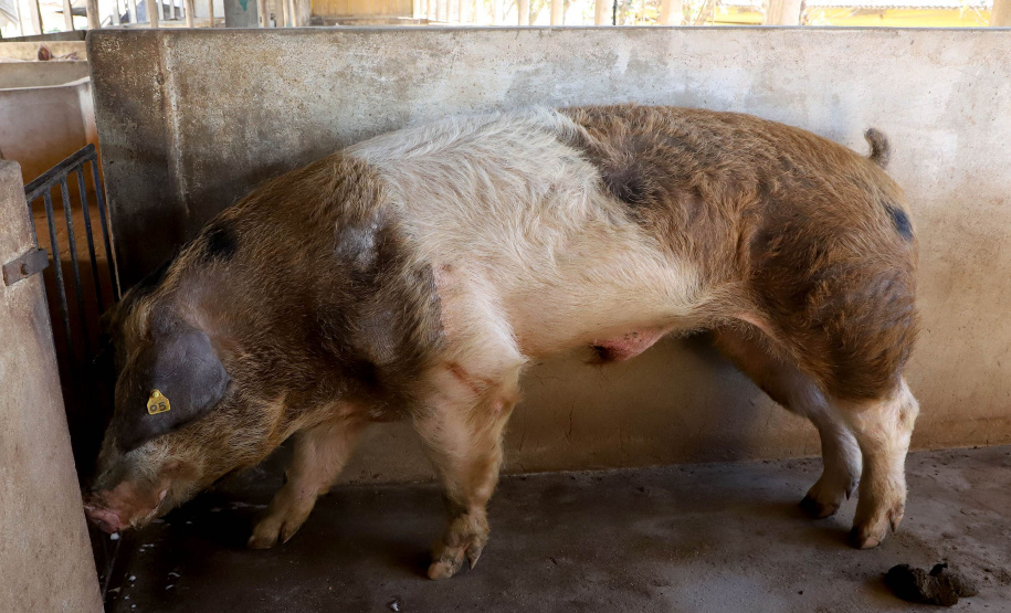 Puxado por Toledo, Paraná avança e mira novos mercados internacionais na carne suína
Foto: Ari Dias/AEN
