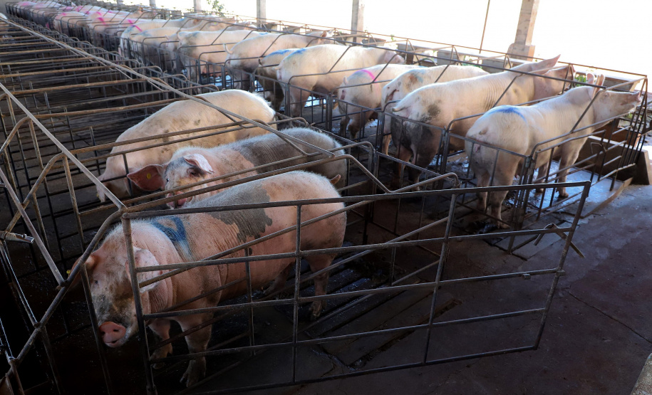 Puxado por Toledo, Paraná avança e mira novos mercados internacionais na carne suína
Foto: Ari Dias/AEN