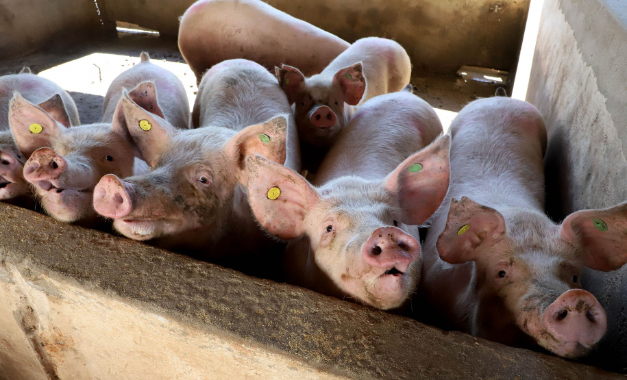Puxado por Toledo, Paraná avança e mira novos mercados internacionais na carne suína
Foto: Ari Dias/AEN