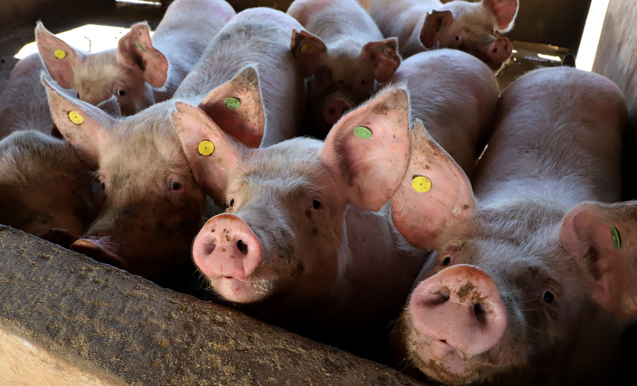 Puxado por Toledo, Paraná avança e mira novos mercados internacionais na carne suína
Foto: Ari Dias/AEN