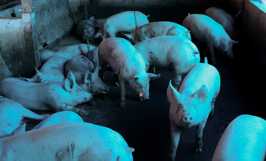 Puxado por Toledo, Paraná avança e mira novos mercados internacionais na carne suína
Foto: Ari Dias/AEN