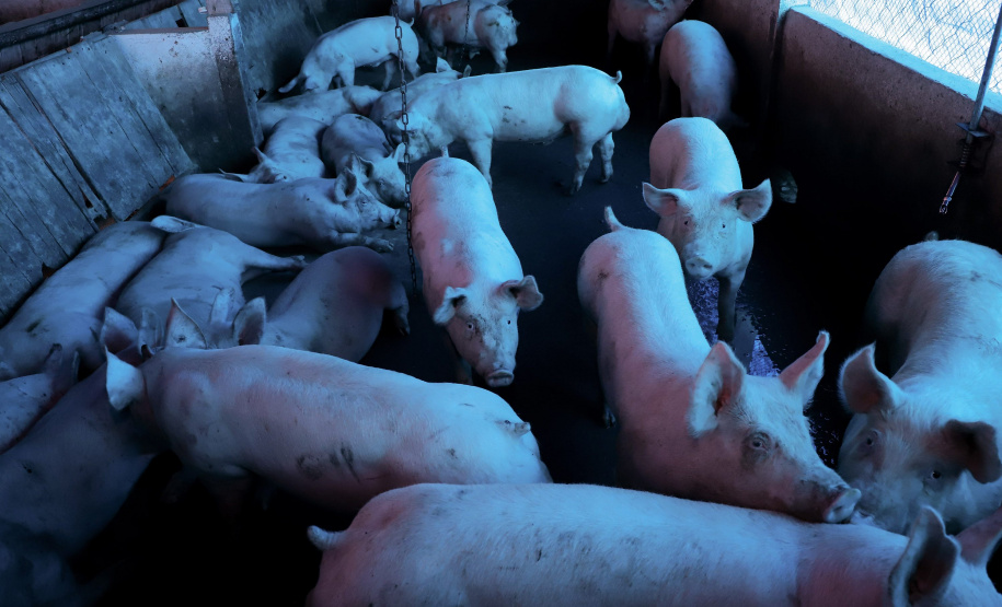 Puxado por Toledo, Paraná avança e mira novos mercados internacionais na carne suína
Foto: Ari Dias/AEN