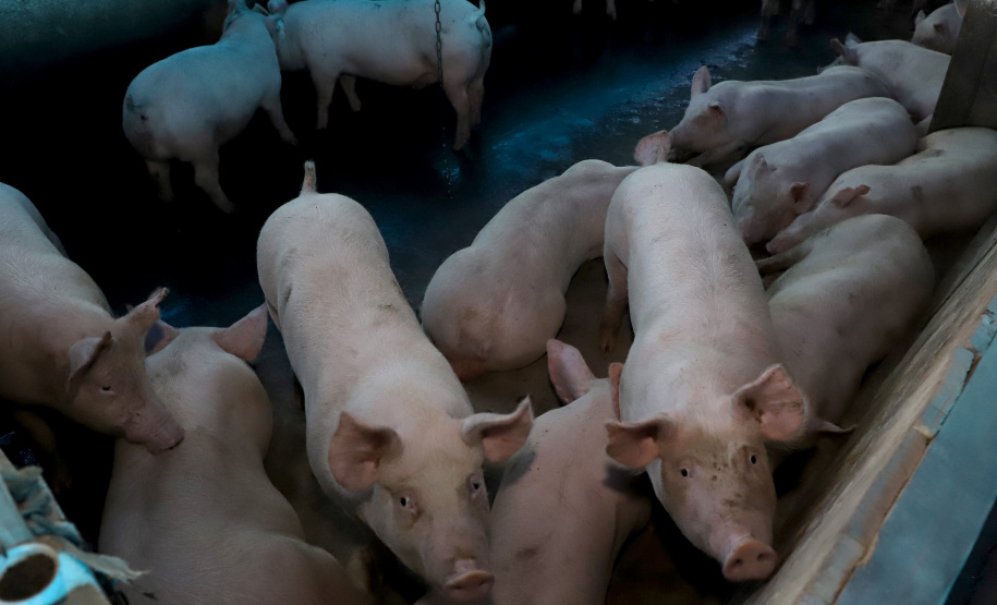 Puxado por Toledo, Paraná avança e mira novos mercados internacionais na carne suína
Foto: Ari Dias/AEN