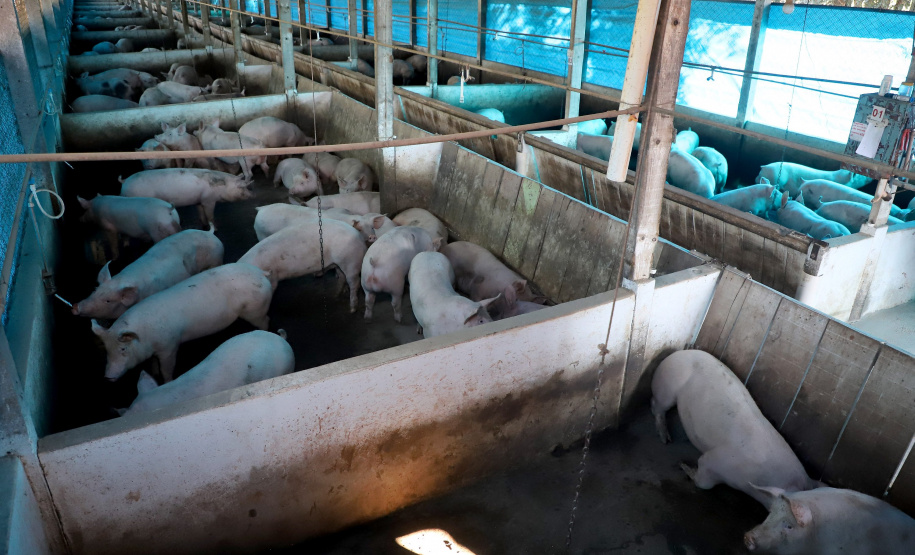 Puxado por Toledo, Paraná avança e mira novos mercados internacionais na carne suína
Foto: Ari Dias/AEN