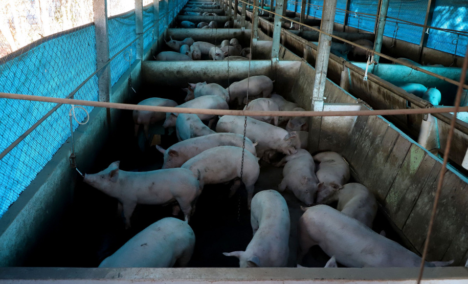 Puxado por Toledo, Paraná avança e mira novos mercados internacionais na carne suína
Foto: Ari Dias/AEN