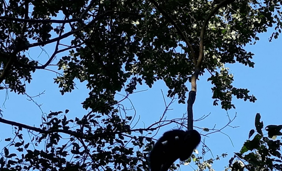 IAT resgata macaco-prego machucado em Paranavaí e alerta para o descarte de resíduos  Foto: IAT