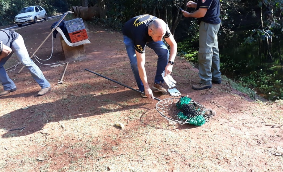 IAT resgata macaco-prego machucado em Paranavaí e alerta para o descarte de resíduos  Foto: IAT