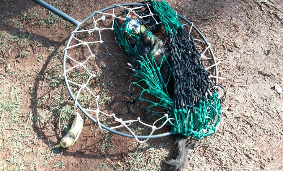 IAT resgata macaco-prego machucado em Paranavaí e alerta para o descarte de resíduos  Foto: IAT