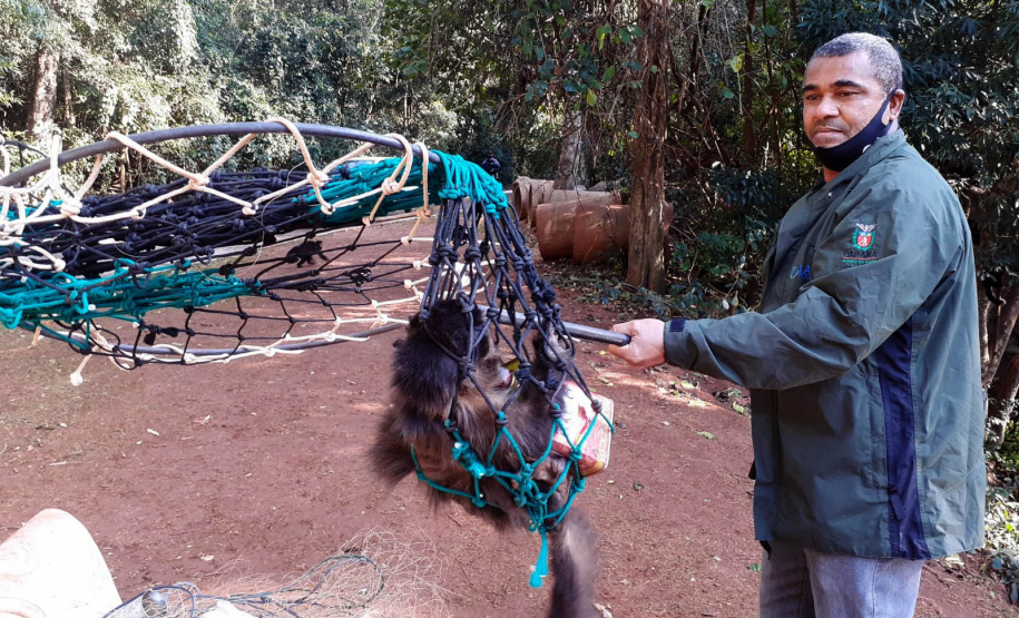 IAT resgata macaco-prego machucado em Paranavaí e alerta para o descarte de resíduos  Foto: IAT