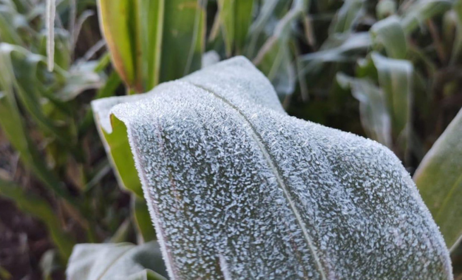 O IDR-Paraná (Instituto de Desenvolvimento Rural do Paraná ? Iapar-Emater) e o Simepar (Sistema de Tecnologia e Monitoramento Ambiental do Paraná) alertam que há previsão da chegada de uma forte massa de ar polar no Paraná e que deve provocar frio intenso em todo o Estado, no período de 27 de julho a 01 de agosto. - Lavoura de milho - Curitiba, 26/07/2021 - Foto: IDR-PARANÁ