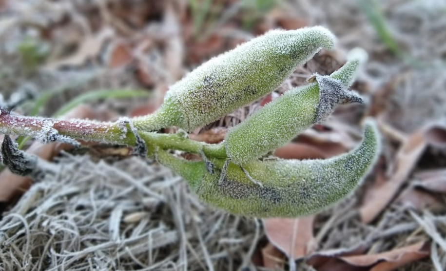 O IDR-Paraná (Instituto de Desenvolvimento Rural do Paraná ? Iapar-Emater) e o Simepar (Sistema de Tecnologia e Monitoramento Ambiental do Paraná) alertam que há previsão da chegada de uma forte massa de ar polar no Paraná e que deve provocar frio intenso em todo o Estado, no período de 27 de julho a 01 de agosto. Olericultura ? Umas das culturas mais sensíveis as geadas as folhagens precisam de muita proteção nestes dias mais frios. - Curitiba, 26/07/2021 - Foto: IDR-PARANÁ