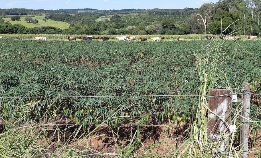 Pesquisadores recomendam plantio direto de mandioca em sistemas integrados de produção Foto IDR