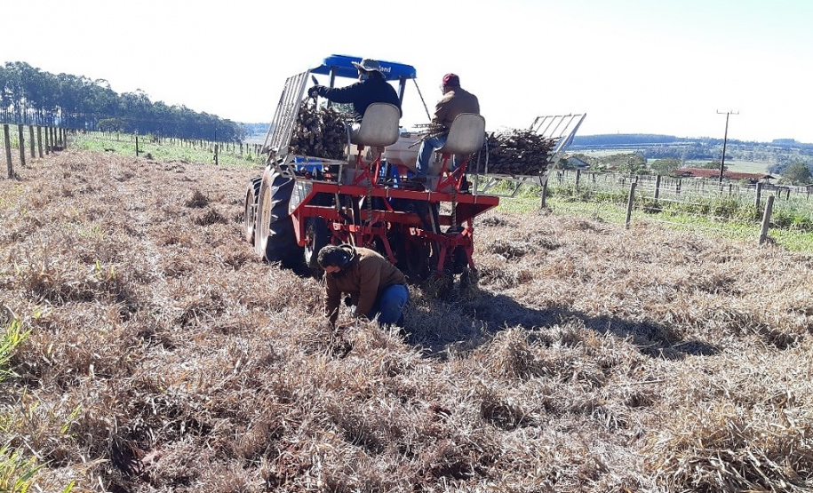 Pesquisadores recomendam plantio direto de mandioca em sistemas integrados de produção Foto IDR