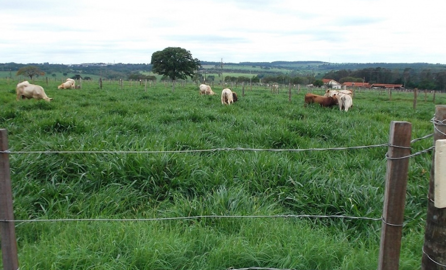 Pesquisadores recomendam plantio direto de mandioca em sistemas integrados de produção Foto IDR
