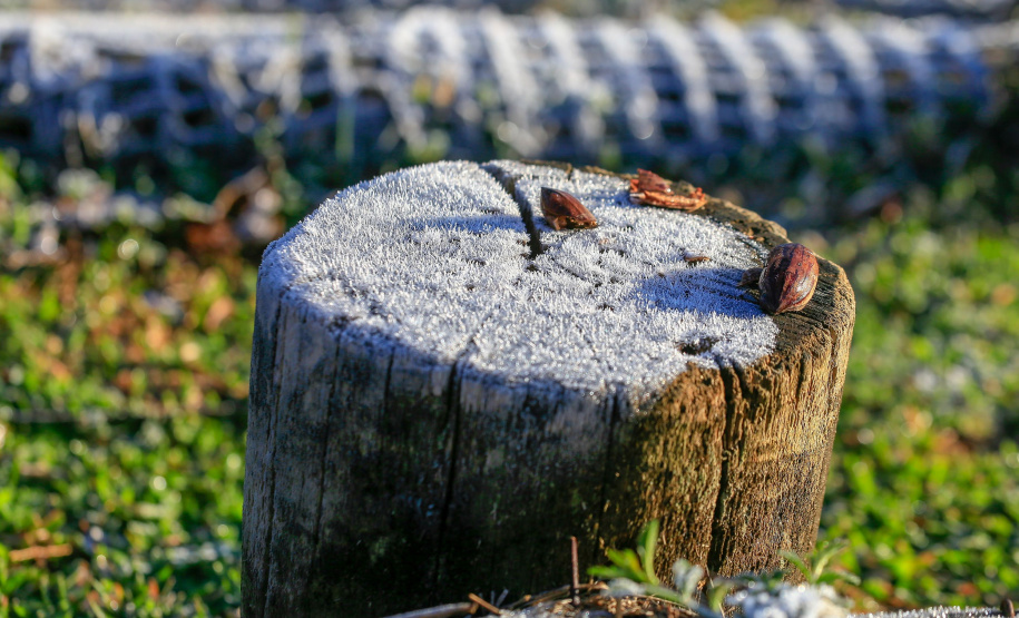 Geada Foto: Valdelino Pontes/AEN