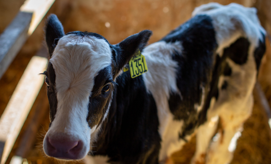 BRDE lança websérie no Paraná sobre clientes parceiros do banco  -  Foto: Rodolfo Buhrer