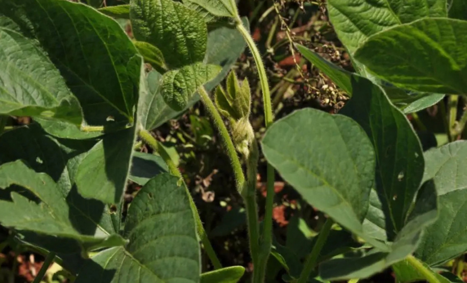 Estudos avaliam resistência de pragas da soja a defensivos agrícolas - Foto: UEL