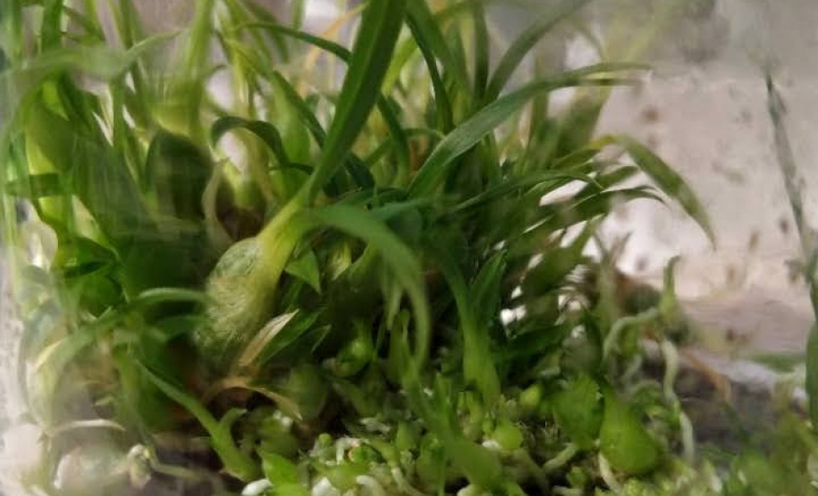 Aos 17 anos, a estudante Rafaela Furlanetto Liberali desenvolve, no clube de ciências do Colégio Estadual Jardim Porto Alegre, em Toledo, uma pesquisa que objetiva reduzir o tempo de germinação de orquídeas, processo que demora entre 3 e 10 anos, dependendo da espécie