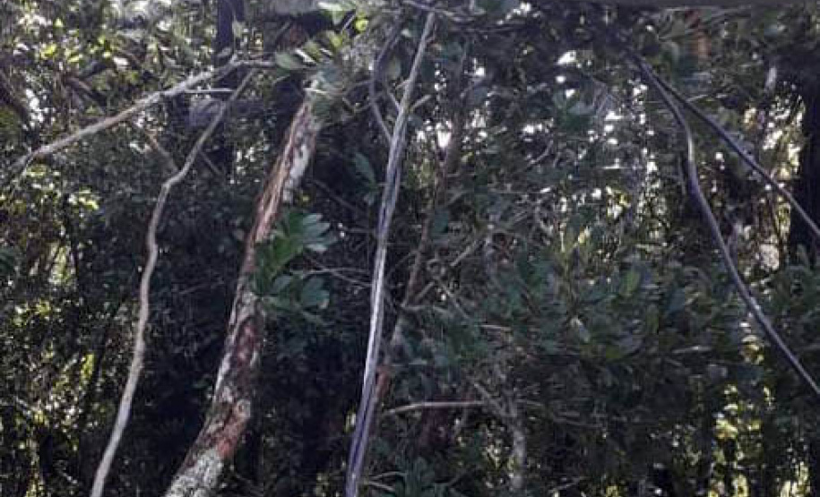 Polícia Civil do Paraná prende homem em flagrante por furto de energia no Litoral
Foto PCPR