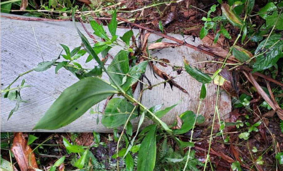 Polícia Civil do Paraná prende homem em flagrante por furto de energia no Litoral
Foto PCPR