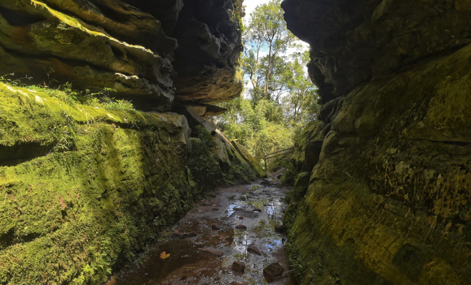 A inclusão de projetos de concessão de uso de Unidades de Conservação (UC?s) no Programa de Parcerias do Paraná (PPP) foi o tema debatido nesta quarta-feira (28), durante a 7ª Reunião do Conselho do Programa de Parcerias do Paraná. Os estudos de concessão são gerenciados pela Superintendência Geral de Parcerias (SGPAR), subordinada à Secretaria de Estado do Desenvolvimento Sustentável e do Turismo (Sedest).  -  Curitiba, 29/07/2021  -  Foto: Denis Ferreira Netto