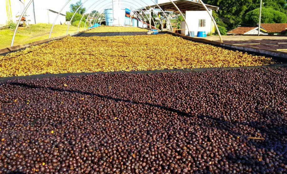 O concurso Café Qualidade Paraná abriu as inscrições para a edição 2021 com uma novidade ? agora os cafeicultores podem concorrer também na categoria fermentação induzida, que vem se somar às já existentes cereja descascado e natural.  -  Curitiba, 29/07/2021 -  Foto: IDR-PARANÁ