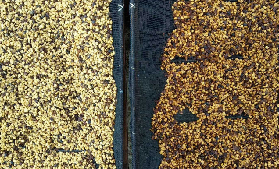 O concurso Café Qualidade Paraná abriu as inscrições para a edição 2021 com uma novidade ? agora os cafeicultores podem concorrer também na categoria fermentação induzida, que vem se somar às já existentes cereja descascado e natural.  -  Curitiba, 29/07/2021 -  Foto: IDR-PARANÁ