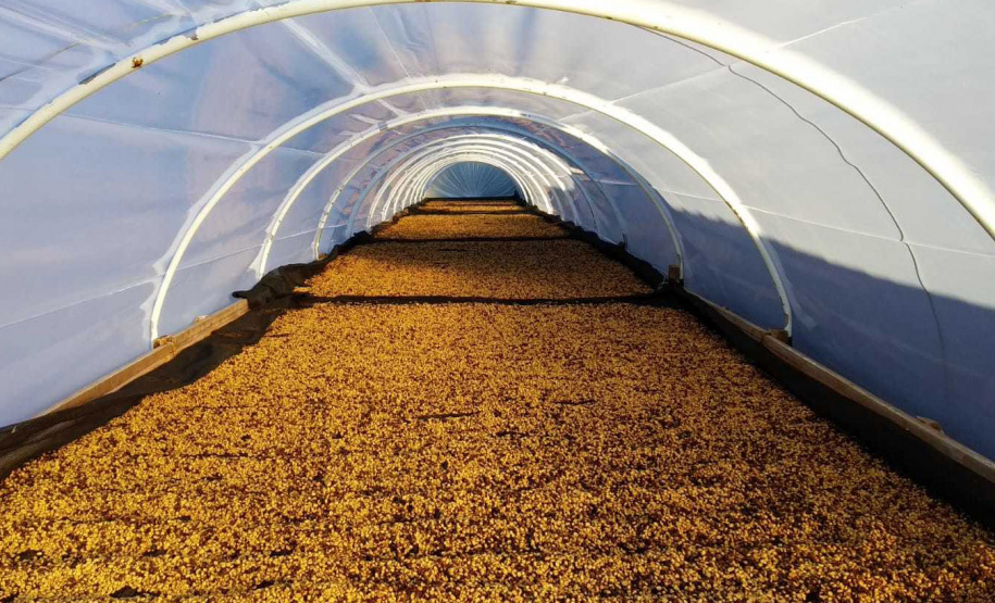 O concurso Café Qualidade Paraná abriu as inscrições para a edição 2021 com uma novidade ? agora os cafeicultores podem concorrer também na categoria fermentação induzida, que vem se somar às já existentes cereja descascado e natural.  -  Curitiba, 29/07/2021 -  Foto: IDR-PARANÁ