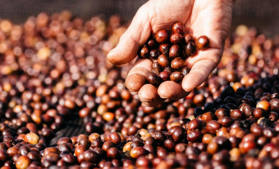 O concurso Café Qualidade Paraná abriu as inscrições para a edição 2021 com uma novidade ? agora os cafeicultores podem concorrer também na categoria fermentação induzida, que vem se somar às já existentes cereja descascado e natural.  -  Curitiba, 29/07/2021 -  Foto: IDR-PARANÁ