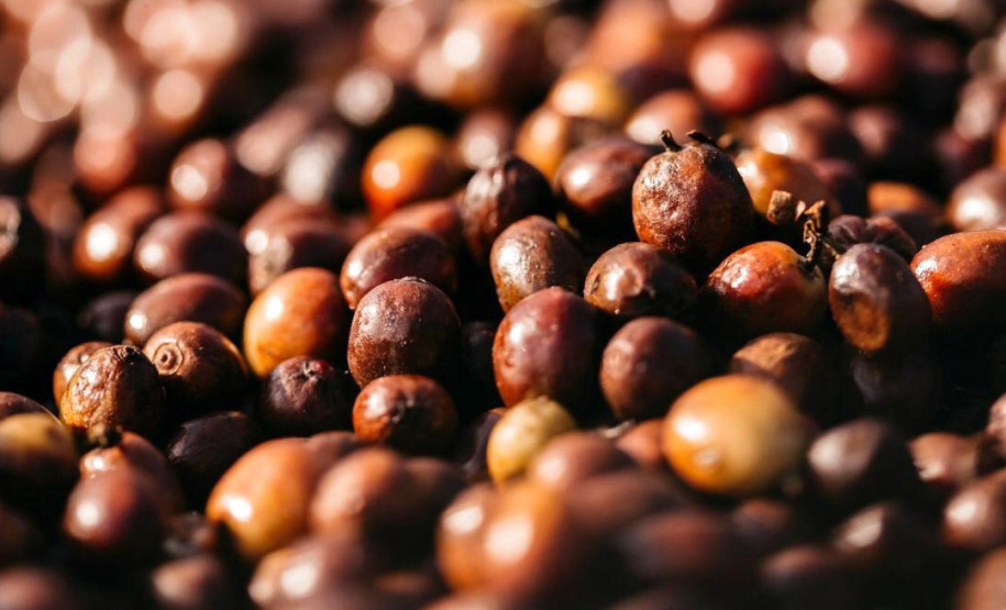 O concurso Café Qualidade Paraná abriu as inscrições para a edição 2021 com uma novidade ? agora os cafeicultores podem concorrer também na categoria fermentação induzida, que vem se somar às já existentes cereja descascado e natural.  -  Curitiba, 29/07/2021 -  Foto: IDR-PARANÁ