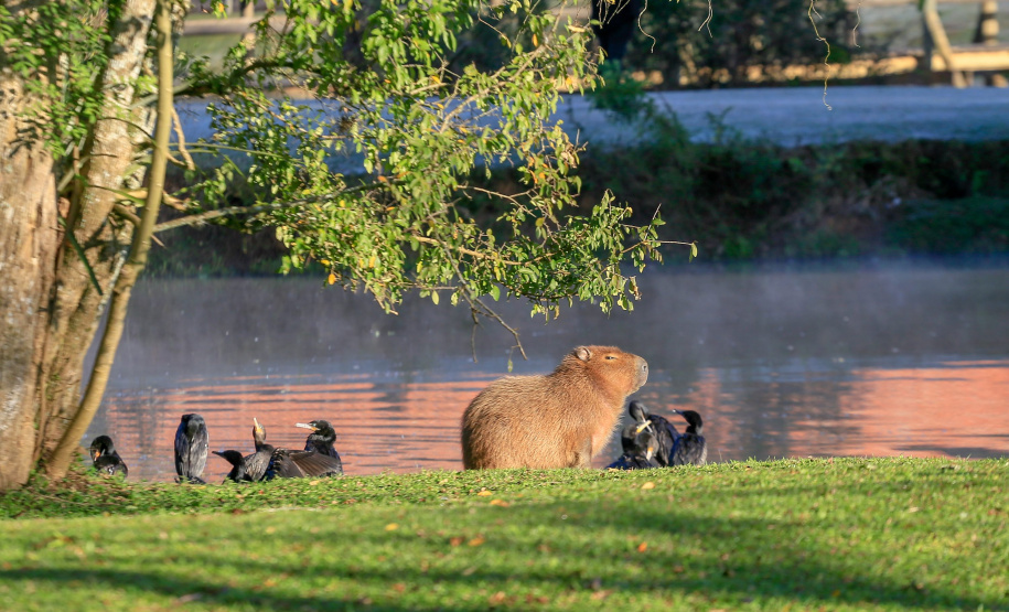 Mais 13 municípios batem recorde de temperaturas baixas para o ano no Paraná    Foto: Valdelino Pontes/AEN