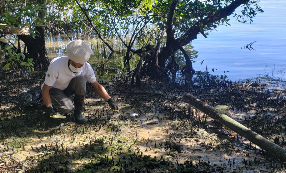 Nesta sexta-feira (30), 115 quilos de lixo foram recolhidos do manguezal, na Ilha do Teixeira, em Paranaguá. A ação integra o Programa de Monitoramento de Manguezais da Portos do Paraná. Foto: Pierpaolo Nota/ Portos do Paraná