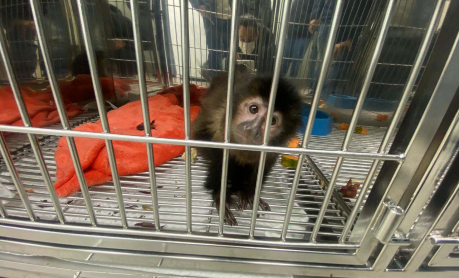 Cascavel ganha Centro de Atendimento à Fauna Silvestre.Foto: SEDEST