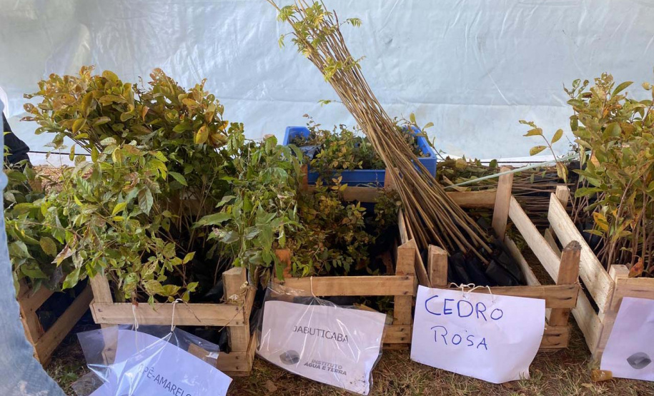 Cascavel fará o plantio de 1 milhão de mudas nativas. Foto: SEDEST