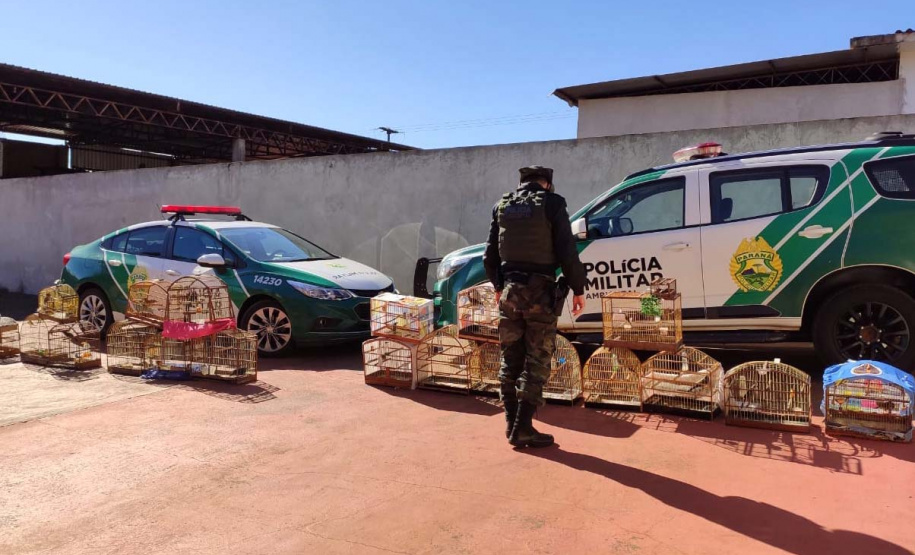 Mais de 100 aves nativas são apreendidas e R$ 92 mil em multas lavradas pela PM durante a Operação Liberdade no Noroeste do estado
. Foto: PMPR