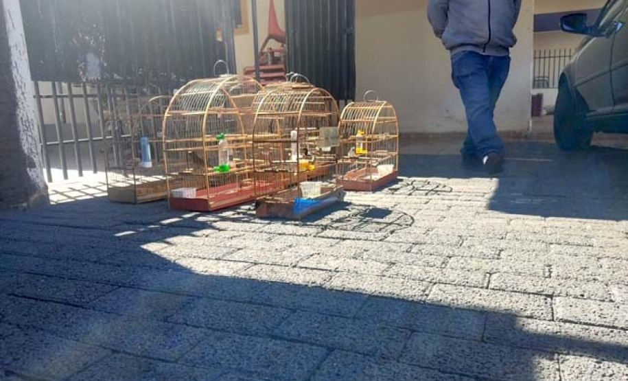 Mais de 100 aves nativas são apreendidas e R$ 92 mil em multas lavradas pela PM durante a Operação Liberdade no Noroeste do estado
. Foto: PMPR