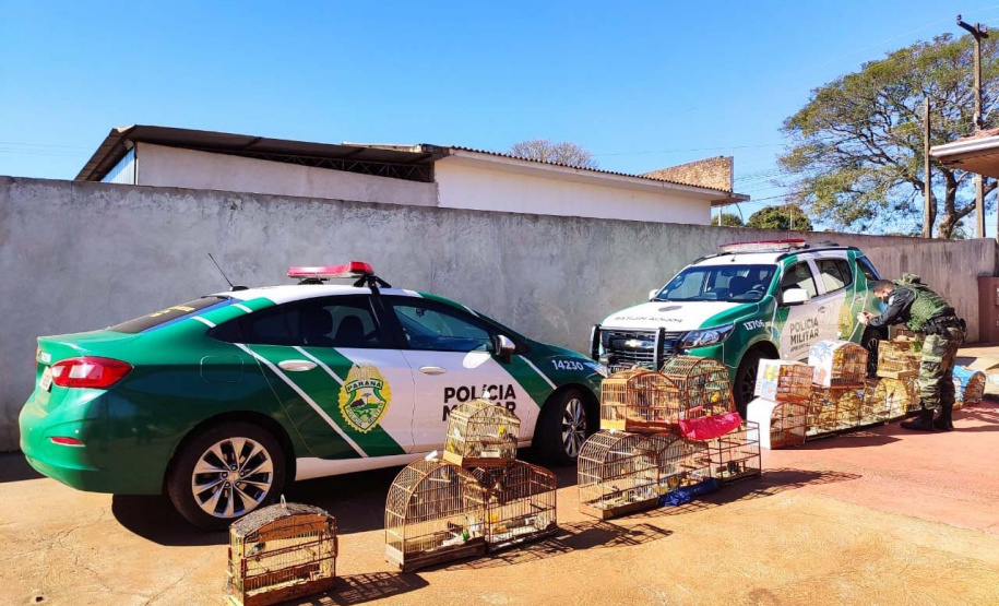 Mais de 100 aves nativas são apreendidas e R$ 92 mil em multas lavradas pela PM durante a Operação Liberdade no Noroeste do estado
. Foto: PMPR