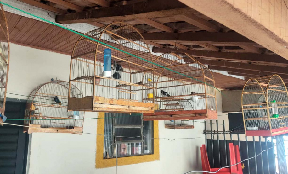 Mais de 100 aves nativas são apreendidas e R$ 92 mil em multas lavradas pela PM durante a Operação Liberdade no Noroeste do estado
. Foto: PMPR