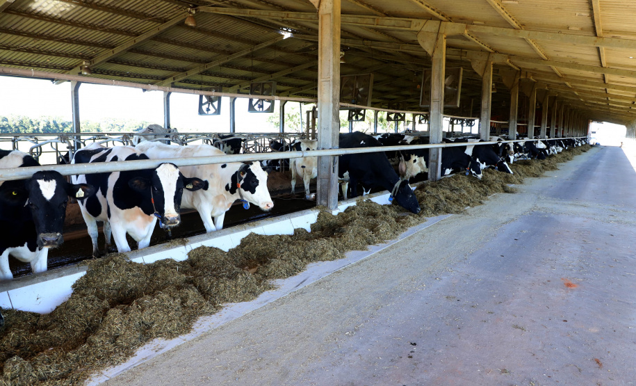Produção de leite na propriedade dos Rabbers em Castro, nos Campos Gerais. Foto: Ari Dias.AEN
