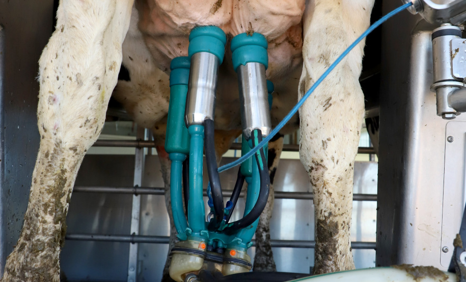 Tecnologia amplia eficiência e faz de Castro referência nacional na produção de leite. Arkafla. Foto: Ari Dias/AEN