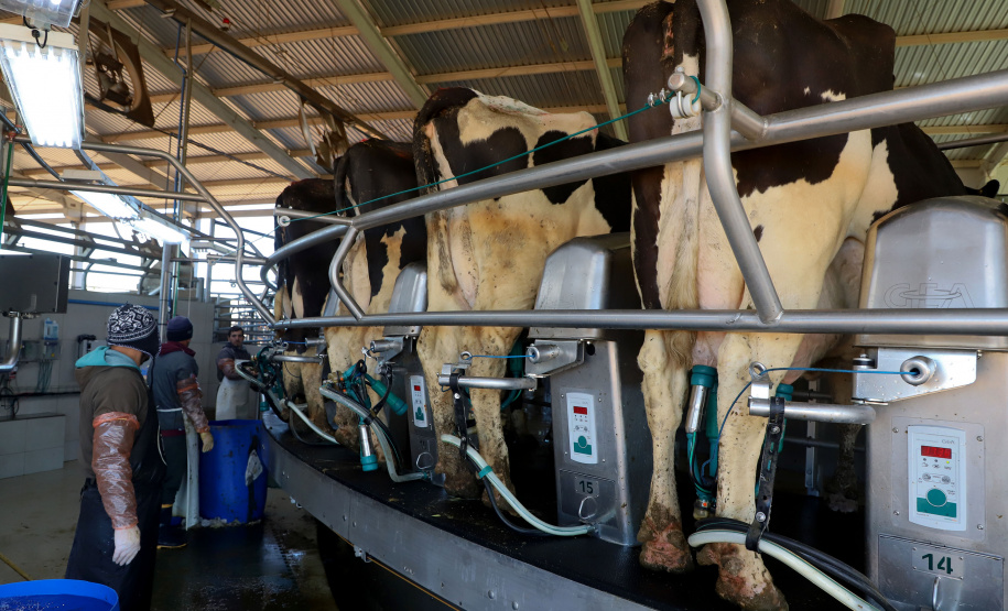 Tecnologia amplia eficiência e faz de Castro referência nacional na produção de leite. Arkafla. Foto: Ari Dias/AEN