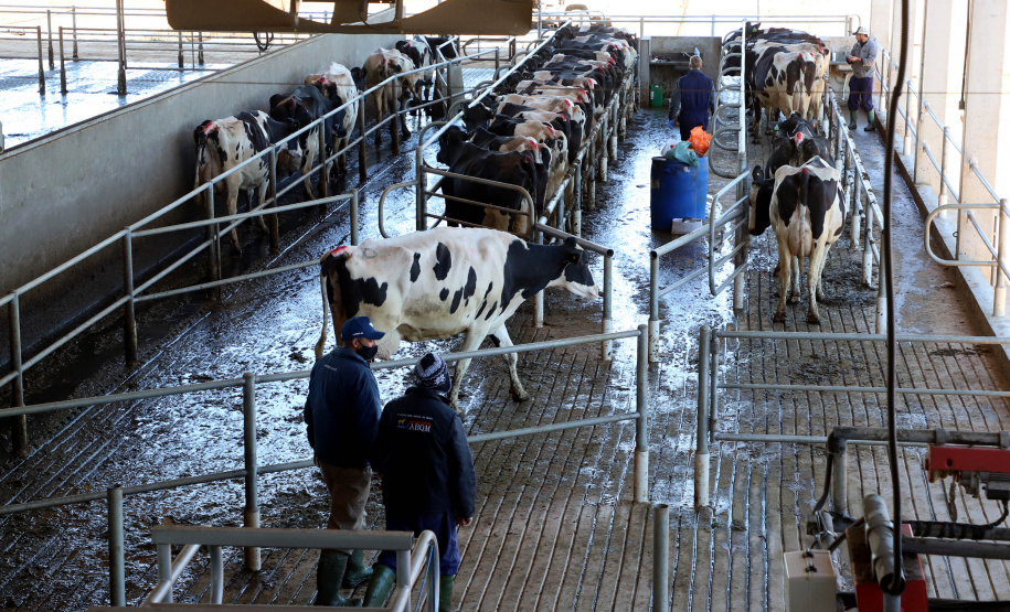 Tecnologia amplia eficiência e faz de Castro referência nacional na produção de leite. Arkafla. Foto: Ari Dias/AEN