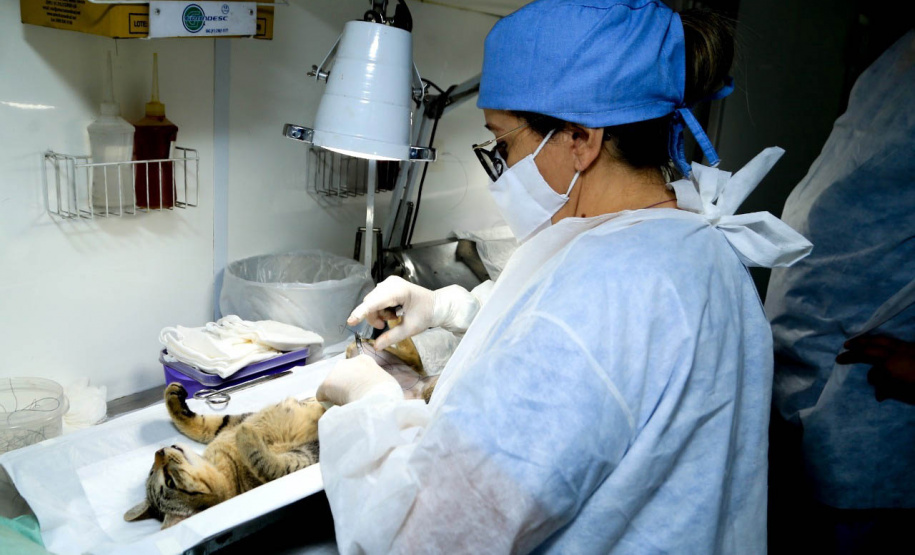 O Programa Permanente de Esterilização de Cães e Gatos ? Castrapet chega a Campo Mourão nesta terça-feira (03). Ao todo, 405 animais são aguardados no castramóvel do Governo do Paraná, entre cães e gatos.  O programa é permanente e a meta é atingir 100% do Estado. -  Curitiba, 02/08/2021  -  Foto: Alessandro Vieira/AEN